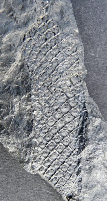 Lepidodendron obovatum